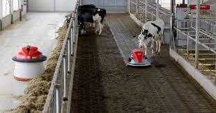 Toprak: Ahır temizliği sağlıklı süt verimidir