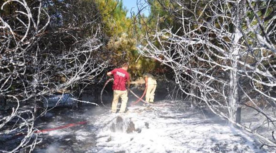 Çıkan yangında 400 ağaç zarar gördü