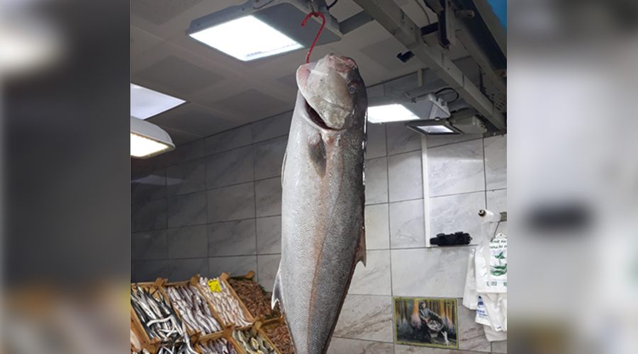 20 kiloluk Akya balığı görenleri şaşırttı