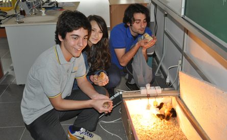 Öğrenciler okulda civciv üretiyor