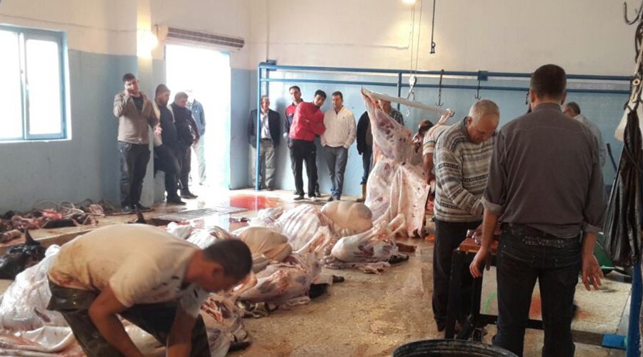 Mezbahanede 84 kurbanlık kesildi 