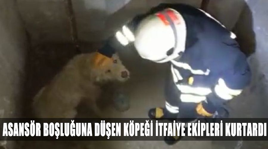 Asansör boşluğuna düşen köpeği itfaiye ekipleri kurtardı