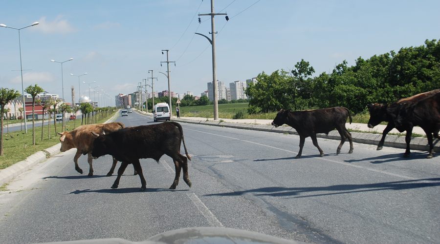 Yola fırlayan hayvanlar, trafiği olumsuz etkiliyor